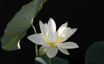 我心里的莲作文6篇