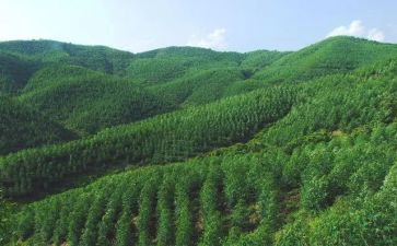 林场年终总结7篇