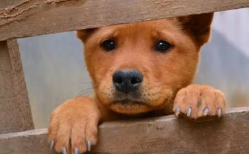 猫流浪记读后感模板8篇