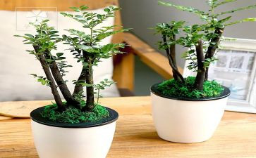 家乡的绿作文推荐7篇