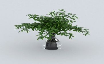 关于绿野仙踪的作文5篇