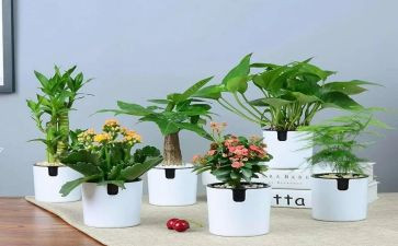 园林绿化周工作计划最新7篇