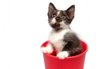 猫的外形作文5篇