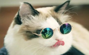 我的猫作文300字参考6篇