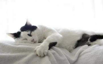 关于作文动物猫的作文6篇