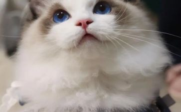 介绍猫作文500字优质8篇