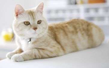我关于熊猫的作文优质7篇