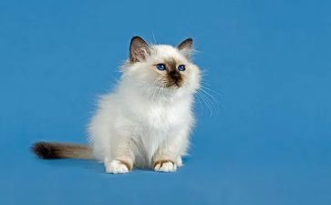 我是一只猫作文200字5篇