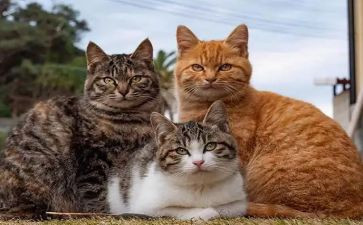 我的猫作文推荐7篇