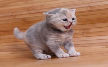 找小猫作文400字优秀7篇