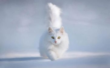 我的猫作文500字参考5篇