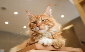 有趣的猫作文600字最新7篇