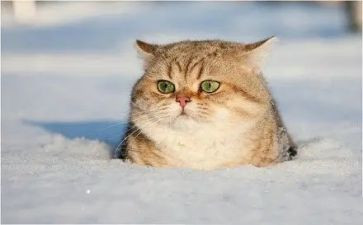三年级写熊猫的优秀作文7篇