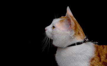 我的猫作文300字最新7篇