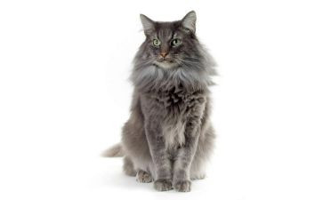 我的猫作文300字8篇