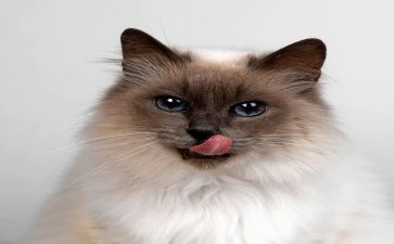 我家的小猫二年级作文精选5篇
