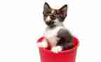 猫的外形作文5篇