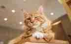 关于作文动物猫的作文参考7篇