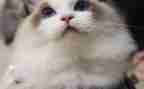 介绍猫的作文300字推荐8篇