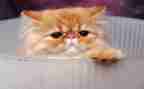 介绍猫作文400字模板6篇