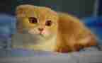 我喜欢的动物猫作文300字7篇