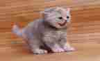 猫作文高中1000字最新8篇