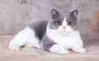 我想变一只猫作文5篇