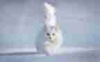 我的猫作文500字参考5篇