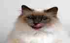 我家的小猫二年级作文精选5篇