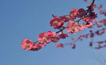 桂梅老师事迹6篇