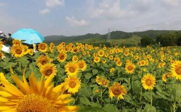 关于画美食的作文7篇