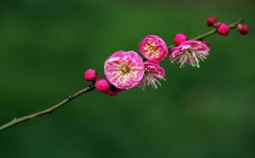 梅花魂作文400字5篇