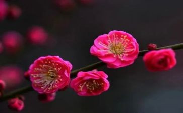 《梅花魂》教案8篇