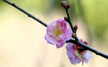 读《梅花魂》后感作文8篇