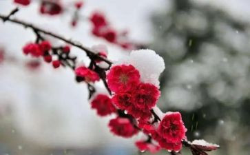 小班《梅花》教案7篇