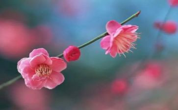 荷花品格梅花精神演讲稿7篇