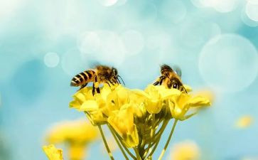 幼儿园蜜蜂的教案6篇