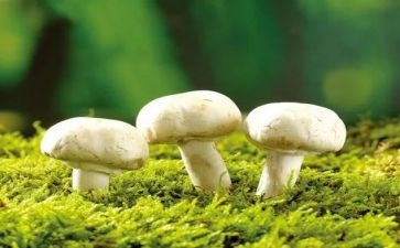 画蘑菇屋教案5篇