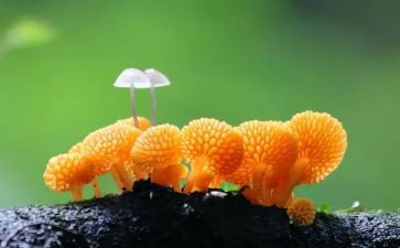 毒蘑菇幼儿教案5篇