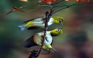 小班科学鸟教案优秀6篇