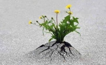 我在逆境中成长作文参考6篇