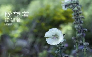 盼望的作文300字7篇
