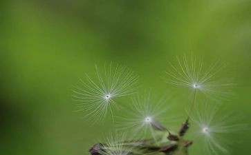 幼儿园蒲公英教案5篇