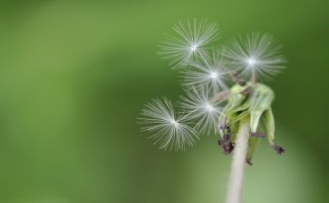蒲公英音乐教案5篇