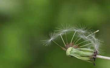 蒲公英种子教案5篇