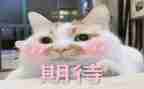 对雪的期待作文精选6篇