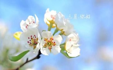 三月的幼儿园工作总结范文5篇