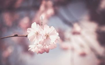 中班三月工作总结最新5篇