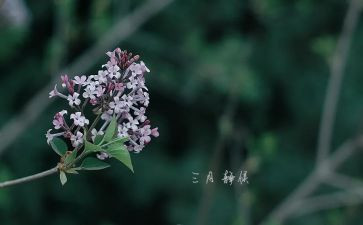 大班三月计划7篇