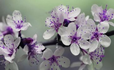 幼儿园小班三月份工作计划8篇